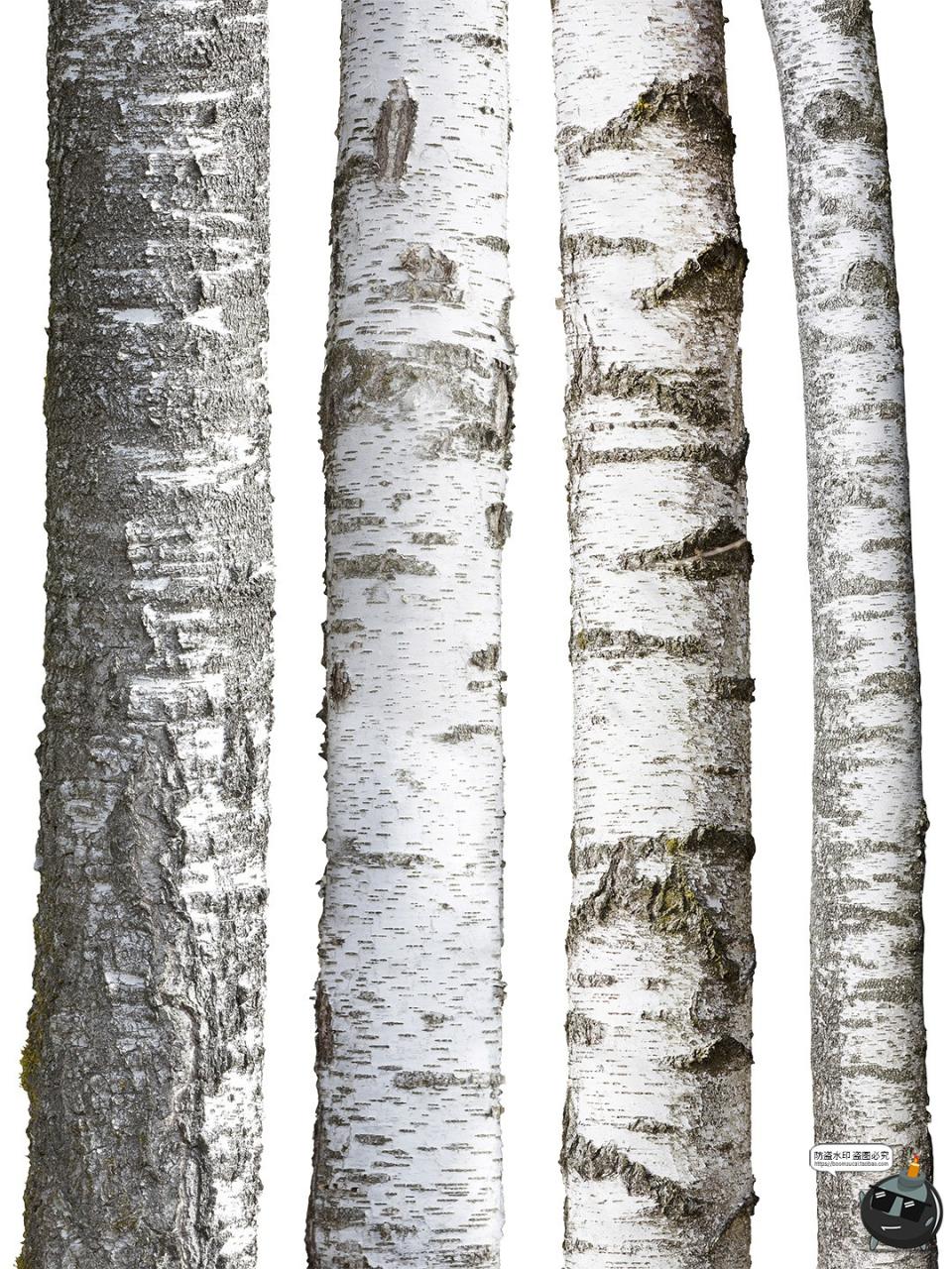 图片[4]-高清白桦树树干自然树皮表面干裂粗糙纹理PNG免抠格式图片素材-设计猿