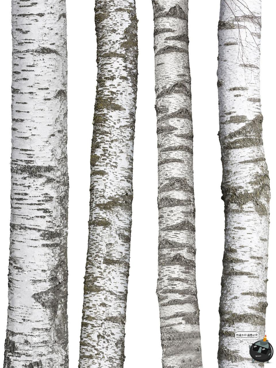 图片[5]-高清白桦树树干自然树皮表面干裂粗糙纹理PNG免抠格式图片素材-设计猿