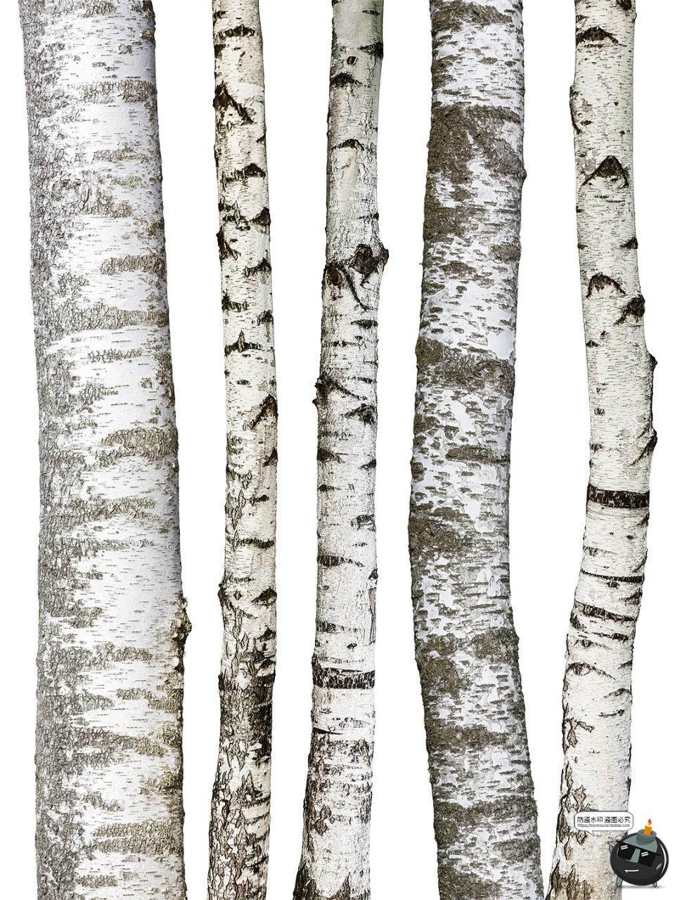 图片[6]-高清白桦树树干自然树皮表面干裂粗糙纹理PNG免抠格式图片素材-设计猿