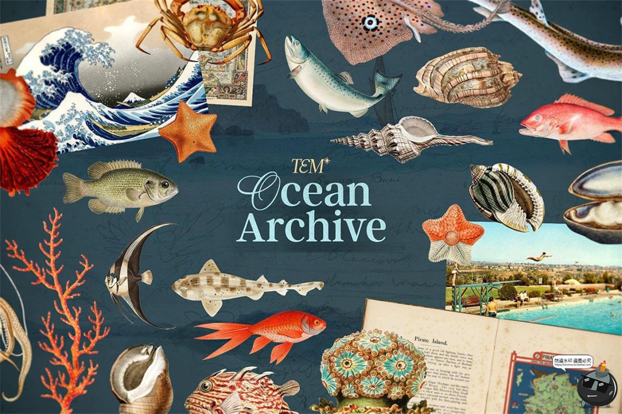 复古海洋珊瑚贝壳海螺边框图案插图插画手账PNG免抠图片平面素材-设计猿