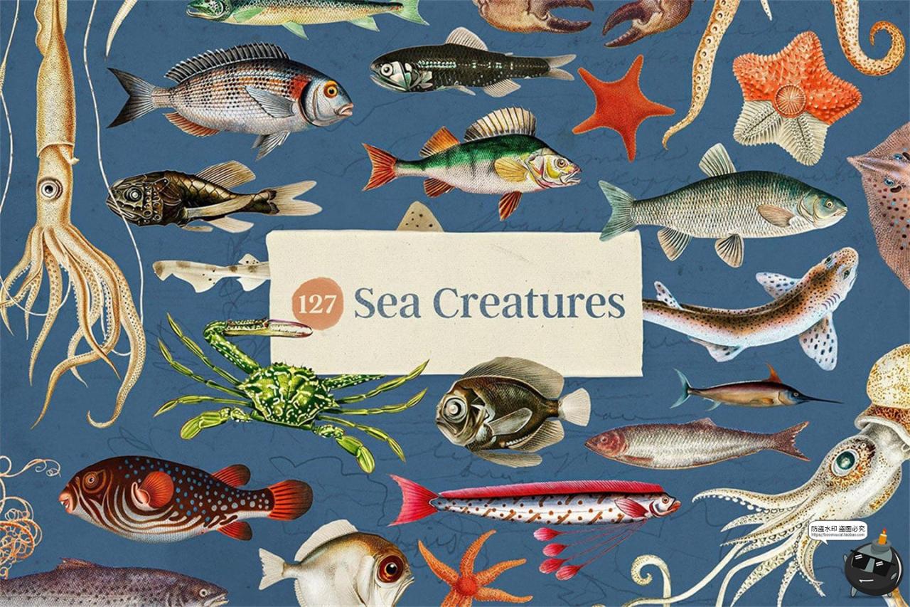 图片[2]-复古海洋珊瑚贝壳海螺边框图案插图插画手账PNG免抠图片平面素材-设计猿