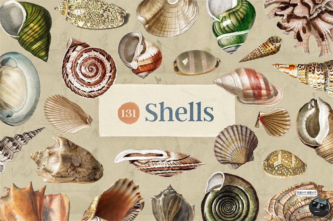 图片[3]-复古海洋珊瑚贝壳海螺边框图案插图插画手账PNG免抠图片平面素材-设计猿