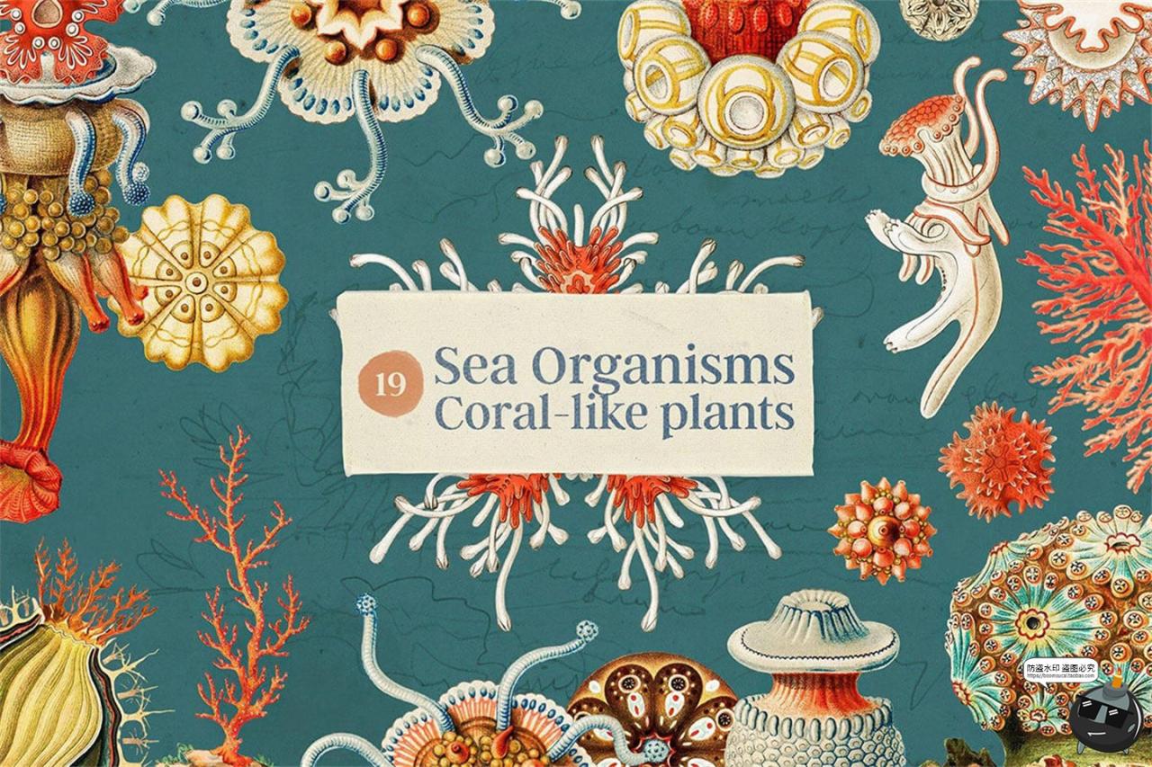 图片[5]-复古海洋珊瑚贝壳海螺边框图案插图插画手账PNG免抠图片平面素材-设计猿