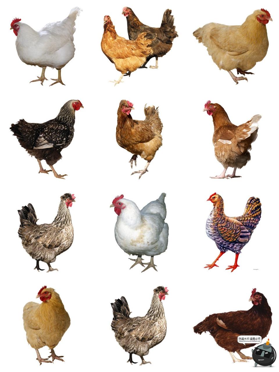 图片[1]-公鸡母鸡卡通家禽装饰元素后期合成图形图标PNG免抠透明图片素材-设计猿