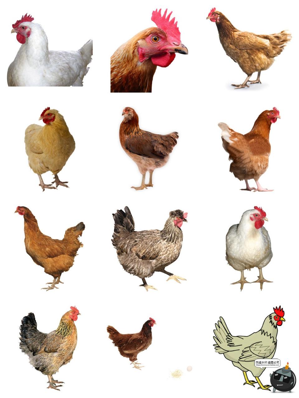 图片[2]-公鸡母鸡卡通家禽装饰元素后期合成图形图标PNG免抠透明图片素材-设计猿