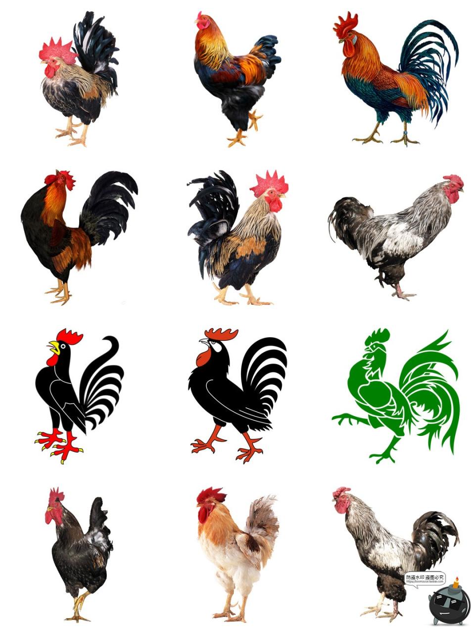 图片[4]-公鸡母鸡卡通家禽装饰元素后期合成图形图标PNG免抠透明图片素材-设计猿