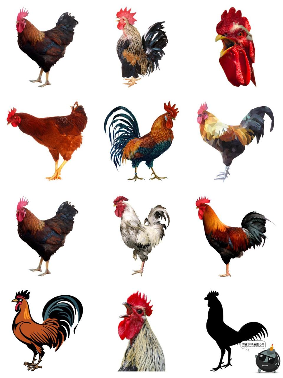 图片[5]-公鸡母鸡卡通家禽装饰元素后期合成图形图标PNG免抠透明图片素材-设计猿