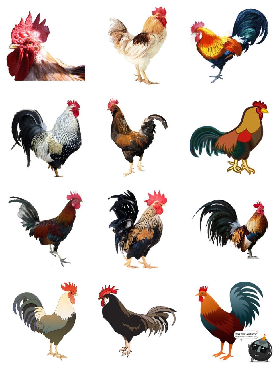 图片[6]-公鸡母鸡卡通家禽装饰元素后期合成图形图标PNG免抠透明图片素材-设计猿