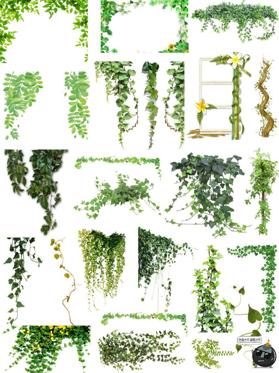 图片[1]-绿色藤蔓枝条叶子树叶爬山虎植物海报装饰后期合成PNG免扣素材图-设计猿