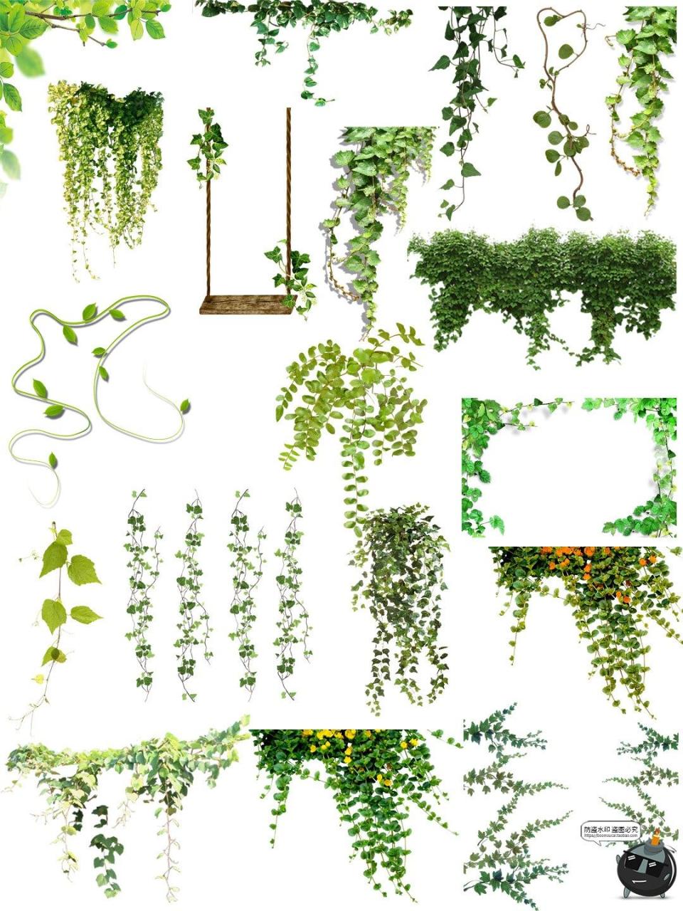 图片[2]-绿色藤蔓枝条叶子树叶爬山虎植物海报装饰后期合成PNG免扣素材图-设计猿