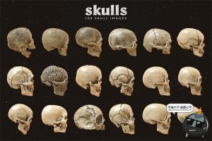 金属骷髅头骨骷颅头骨头骨骼潮流3D立体装饰元素PNG免抠图片素材-设计猿