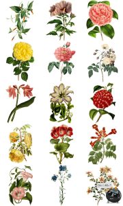 美式复古手绘鲜花植物花卉图案插画装饰PNG免抠高清图片PS素材-设计猿