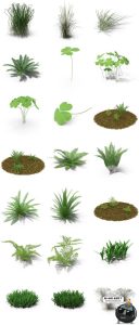 小麦芦苇小草丛草芦三叶草蕨类植物杂草PNG免扣后期PSD合成PS素材-设计猿