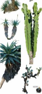 仙人掌沙漠耐旱植物仙人柱图片场景装饰元素后期合成PNG免抠素材-设计猿