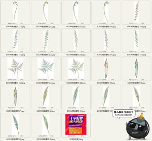 高清古老热带蕨类植物叶子水彩画元素PNG免抠贴图图片PS设计素材-设计猿