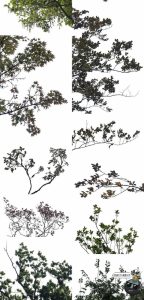 大树木树枝树冠真实参考植物绿植装饰场景后期合成PNG免抠素材-设计猿