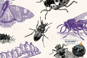 复古手绘风格昆虫苍蝇碟爬虫节肢动物元素PNG免扣AI矢量设计素材-设计猿