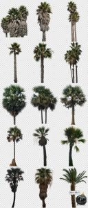 高清棕榈树椰树植物海边树场景装饰元素PNG免抠图片后期合成素材-设计猿