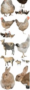 羊鸡兔公鸡母鸡山羊牛牲畜农场场景装饰元素后期合成PNG图片素材-设计猿
