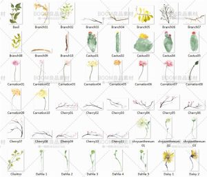 唯美水彩风花朵集合玫瑰百合郁金香请柬贺卡片印刷PNG免扣PS素材-设计猿