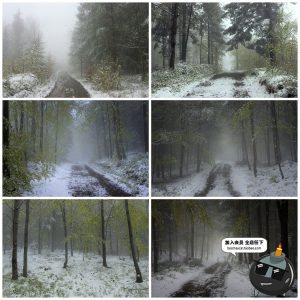 神秘云雾迷雾森林树林阴森恐怖风景高清JPG图片PS后期合成素材-设计猿