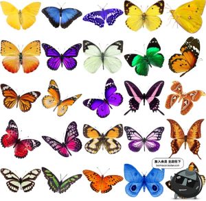 PS后期真实彩色蝴蝶飞舞PNG免抠图高清影楼特效装饰叠加设计素材-设计猿