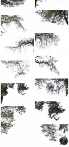 树枝树冠前景植物树叶图片装饰元素摄影照片后期合成PNG免抠素材-设计猿