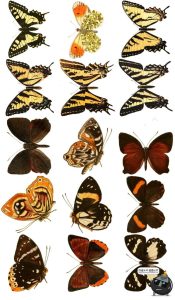 真实蝴蝶飞蛾昆虫彩蝶蛾子标本图片插画后期合成免抠图PNG素材-设计猿