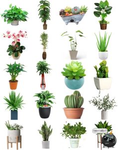 盆栽盆景景观绿植花草植物装饰摆件图片PNG免抠元素PS平面素材-设计猿