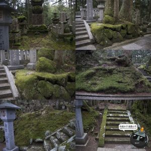 高清树林潮湿苔藓绿荫青苔植被湿气阴森场景后期合成JPG图片素材-设计猿