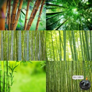 100款竹子树木绿色竹林背景自然风景场景后期合成高清JPG图片素材-设计猿