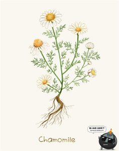 小清新路边一株野花野草植物薰衣草花草鲜花叶子插画图案PSD素材-设计猿