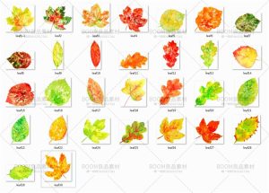文艺小清新植物水彩彩色树叶落叶图元素剪贴PNG免扣设计插画素材-设计猿