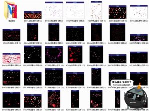 玫瑰花瓣飞舞真实飘落飘洒散落效果叶子婚纱照PSD后期PNG免抠素材-设计猿