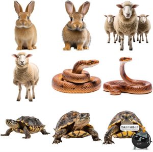 动物世界鸟类宠物野兽野生动物自然风光拼贴剪贴画PNG免抠图素材-设计猿