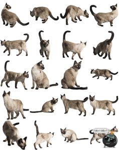 可爱猫咪小猫花猫黑猫小奶猫宠物猫动物免抠PNG透明背景图片素材-设计猿