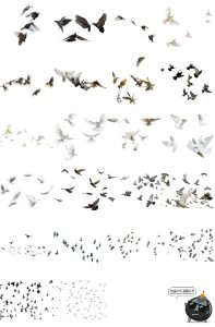 鸽子鸟类信鸽飞翔鸟群透明背景开业影楼后期处理PNG免抠图片素材-设计猿