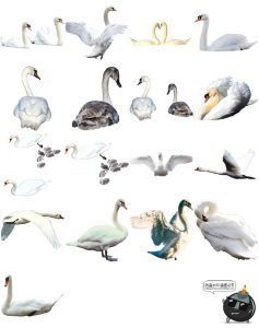 公鸡母鸡小鸡鸭子水鸭大白鹅白天鹅家禽动物免抠PNG透明图片素材-设计猿