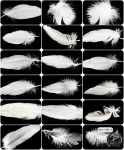 梦幻白色羽毛飘落效果特效照片装饰叠层PNG图片影楼后期合成素材-设计猿