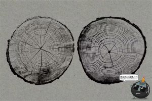 黑白圆形树木年轮纹理背景叠加后期合成装饰元素图片PNG免抠素材-设计猿
