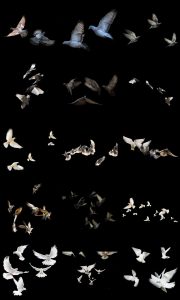 PS友好鸽白色鸽子鸟类鸟群PSD源文件透明背景开业影楼后期PNG素材-设计猿