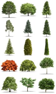真实独立树木绿植绿化树合成高清图片PNG免抠透明背景PS设计素材-设计猿