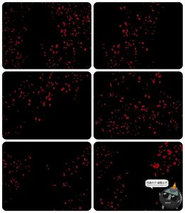 浪漫红玫瑰花瓣雨飘落散落满天后期合成叠加特效JPG黑底图片素材-设计猿