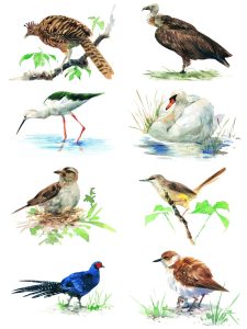 手绘水彩古风JPG鸟类鹦鹉临摹动物插画素材设计装饰JPG图片合集-设计猿