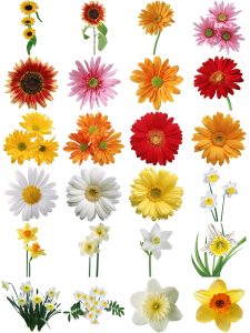 欧美复古古典手绘植物花朵鲜花装饰包合集透明背景PNG免抠PS素材-设计猿