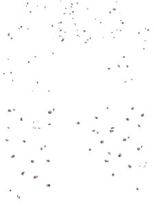 高清粉色山茶花花瓣飞散花朵绽放花苞溶图叶子免抠PNG图片PS素材-设计猿