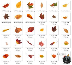 秋季发黄落叶凋零树木大树植物园林景观装饰元素PNG免抠图片素材-设计猿