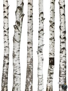 高清白桦树树干自然树皮表面干裂粗糙纹理PNG免抠格式图片素材-设计猿