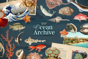 复古海洋珊瑚贝壳海螺边框图案插图插画手账PNG免抠图片平面素材-设计猿